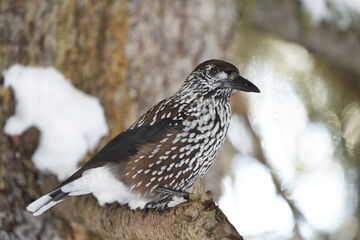 Spotted nutcracker also Eurasian nutcracker Nucifraga caryocatactes passerine bird slightly larger than Eurasian jay Switzerland Alps