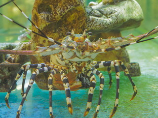 Close-up a Spiny lobster feeding in fish glass tank.