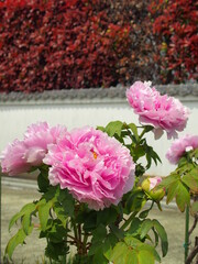 日本庭園に咲くピンクの牡丹