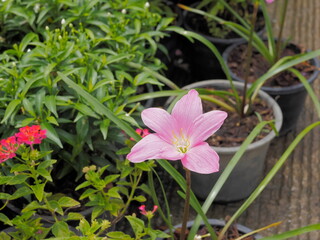 Ping flower of Rain Lily (Zephyranthes sp.) blossom in garden. Other names includes Fairy Lily and...