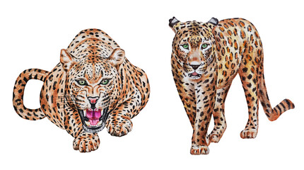Leopards / Jaguars. Big cat isolated on a white background. Realistic watercolor. Illustrated. Clip art. Template.