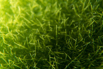 Artificial green grass in the morning