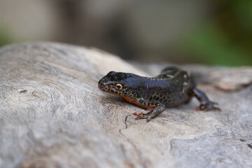 Alpine newt Ichthyosaura alpestris Amphibian Orange Belly