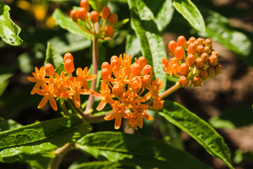 the first of the orange butterfly bushes to bloom this year