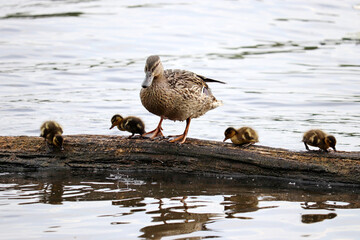 Mallard duck with ducklings stands on a log in a lake. Female wild duck with baby birds in summer