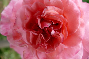 Rosa Blütenblätter einer Rose