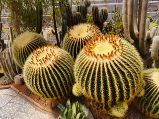 Flora Olomouc, czech - exhibition of plants in greenhouse