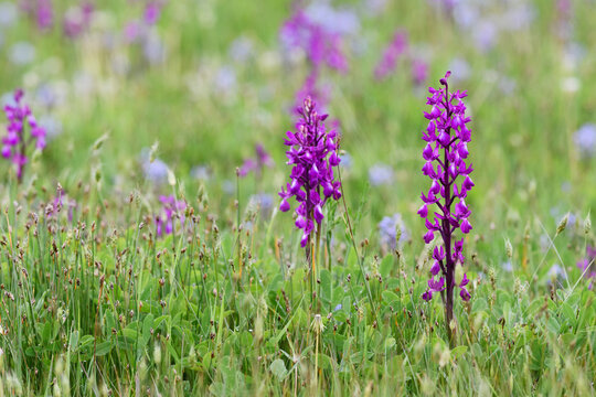 Loose-flowered Orchid - Orchis laxiflora, beautiful pink flowered plant from European meadows and marshes, Pag island, Croatia.