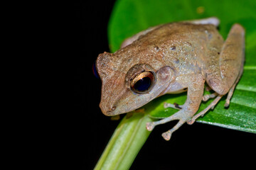 Tropical Frog, Tropical Rainforest, Corcovado National Park, Osa Conservation Area, Osa Peninsula, Costa Rica, Central America, America