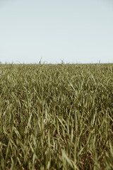 Green grass field and blue sky. Minimal nature landscape