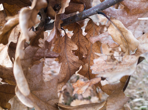 Oak branch with dry leaves in autumn. The trees pull the sap in the fall.