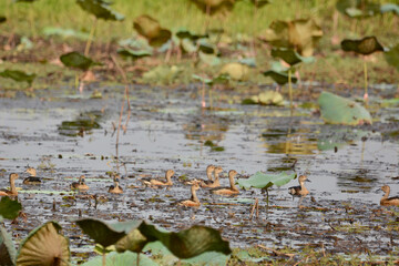 a flock of duck is swimming in the river 