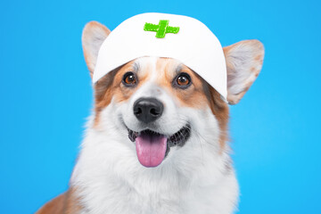 Portrait of cute smiling welsh corgi pembroke or cardigan dog in white nurses medical cap with on blue background, front view, copy space. Fancy dress costumes for pets on Halloween
