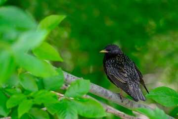 Common starling on a branch on a summer day. Heavily blurred green background. Beautiful warbler with black spotted plumage. Fauna of European nature.