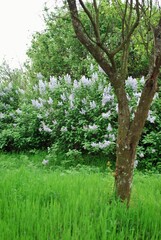 lilac flowers in the garden. Syringa vulgaris on spring season