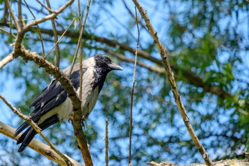 Selective focus on an ordinary gray crow sitting on a branch on a summer day. Heavily blurred background with tree branches and blue sky. Sunny.