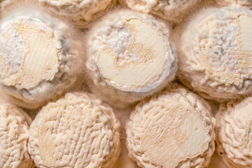 French cheese Goat Croutting. Healthy food. Natural product. High quality photo.
