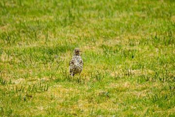 Kestrel catching worms on a lawn in County Donegal - Ireland.