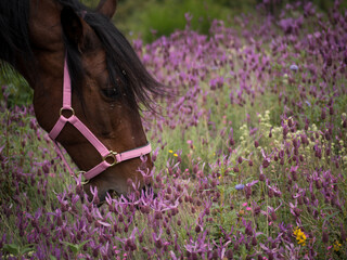 Side view of Andalusian mare with pink halter on grazing in a meadow of lavender.