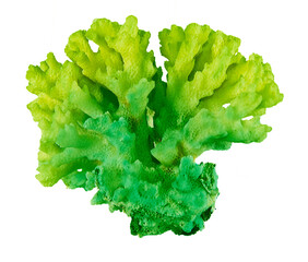 Coral isolated on white background © Dmitry