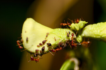 ant and aphid on a flower
