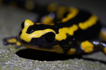  Fire salamander Salamandra salamandra Portrait Night Amphibian