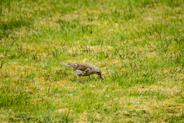 Kestrel catching worms on a lawn in County Donegal - Ireland.