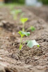 Cauliflower seedlings on bed (field) in soil, green seedlings on field, growing cabbage, plant cauliflower. Young cauliflower seedling growing in earth soil