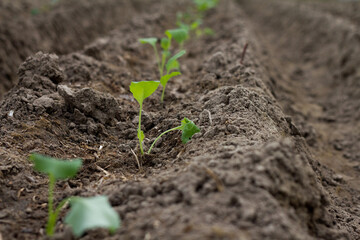 Cauliflower seedlings on bed (field) in soil, green seedlings on field, growing cabbage, plant cauliflower. Young cauliflower seedling growing in earth soil