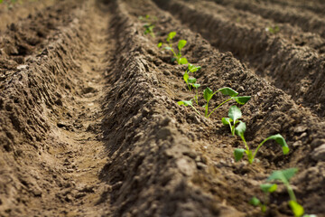 Cauliflower seedlings on bed (field) in soil, green seedlings on field, growing cabbage, plant cauliflower. Young cauliflower seedling growing in earth soil