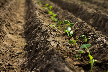 Cauliflower seedlings on bed (field) in soil, green seedlings on field, growing cabbage, plant cauliflower. Young cauliflower seedling growing in earth soil