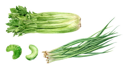 Set of frech celery with green onion watercolor illustration isolated on whitre background