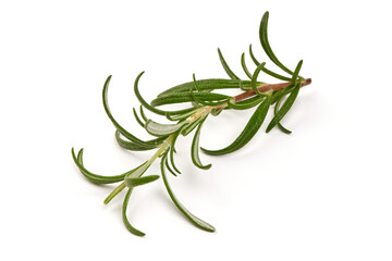 Twig of Rosemary, isolated on white background
