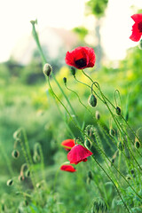Wild red poppies flowers in the village at summer, with day sunlight