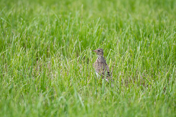 fieldfare, Turdus pilaris in the grass
