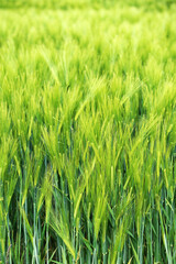 Green rye. Green field.