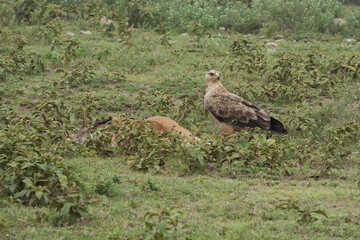  Tawny eagle with carrion eating impala Aquila rapax bird of prey