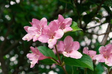 Naklejka na ściany i meble Weigela pink flowers blooming,spring time. Botanical background.