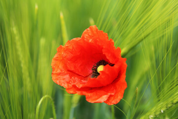 Fototapeta premium Red poppy on the background of a green field.