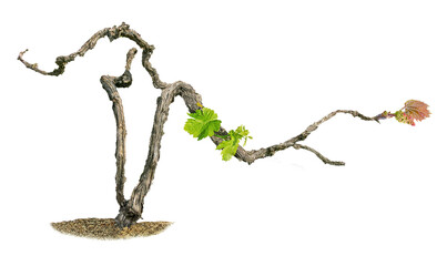 Grape vine isolated on white background © Dmitry