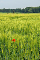 Red poppy on the background of a green field.