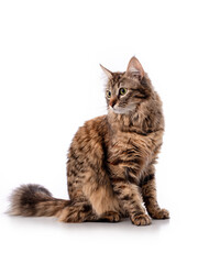 Beautiful cute curious young Siberian cat with a fluffy tail and tassels on the ears, sitting and looking to the left, isolated on white background, banner, mock-up
