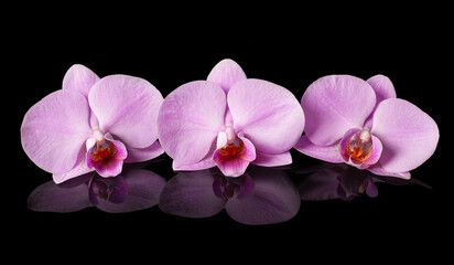 Fototapeta na wymiar Orchids. Beautiful flowers with reflection