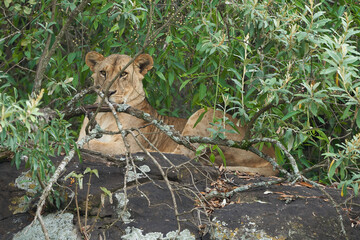 Lioness Kenya Africa Lion Safari Portrait Relaxing