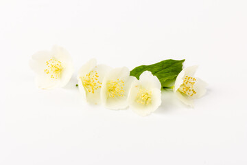 Blooming Jasmine flowers isolated on white background, close up
