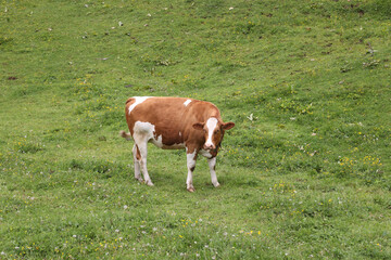 Fototapeta na wymiar A swiss cow in the meadow