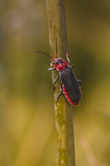 Macro of red and black insect holding on a flower stem. Green background, shallow depth of field