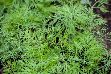 Fresh dill (Anethum graveolens) growing on the vegetable bed. Annual herb, family Apiaceae.  Growing fresh herbs. Green plants in the garden, ecological agriculture for producing healthy food concept
