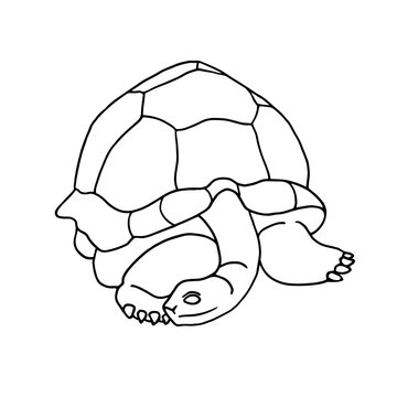 Sea turtle icon in outline style isolated on white background. Sea animals symbol vector illustration.