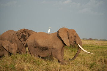 Naklejka premium Elephant Group Amboseli - Big Five Safari -Herons African bush elephant Loxodonta africana with white heron